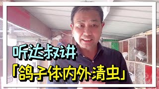 鸽子不做体内外虫清理的危害究竟有多大？再不看就晚了！【农村达叔】