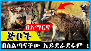 🛑አስገራሚ ነው | እናት ጅብ ስልጣኗን የምታወርሳት ልጅ ጠፍታባት የምታደርገውን  ተመልከቱ  | በአማርኛ  |ዋርካ ቲቪ