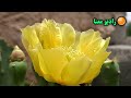 فرمول جادویی مولانا که برای رهایی از مشکلات معجزه میکند جلسه ۱۳۵ رادیو معنا