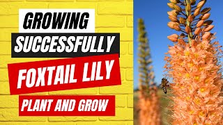 Growing Foxtail Lilies How to Successfully Plant and Grow Foxtail Lilies