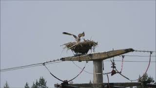 #Naturbeobachtung in Mecklenburg-Vorpommern  Vorpommern #Nature observation