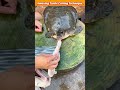 amazing turtle cutting technique. shortsfeed trending facts