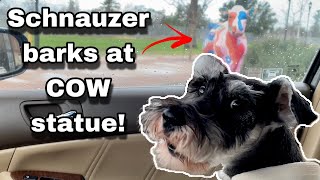 Dog Gets Scared by COW Statue! Funny #MiniSchnauzer #shorts #guarddog