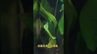 新手堂堂开缸｜第一幕：虾兵出现！黑壳虾蛮好玩的，冒出来的多了有点像虫。#养鱼日记