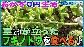 【おかず0円生活】薹（とう）が立ったフキノトウを食べる♪(^o^)ノ