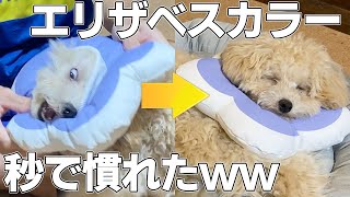 【去勢手術】エリザベスカラーに秒で慣れた犬【トイプードル】