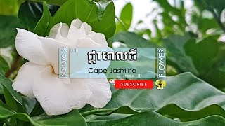 [🌹186] Cape Jasmine | Common Gardenia | ផ្កាមាលតី