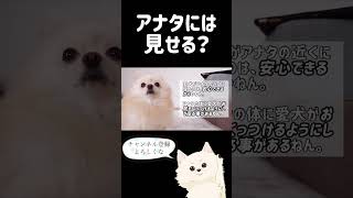 犬が飼い主の近くに座る理由 #shorts