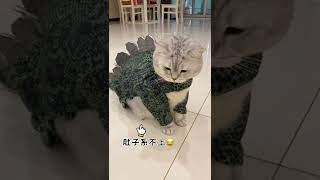 看吧！非要让雪饼穿恐龙装…孩子委屈了哄不好了😂😂#猫咪的迷惑行为   抖音