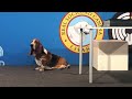 club español del basset hound en la world dog show 2022