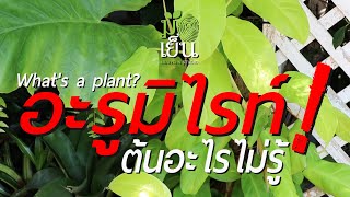 อะรูมิไรท์ ต้นอะไรไม่รู้ What's a plant? EP. 20