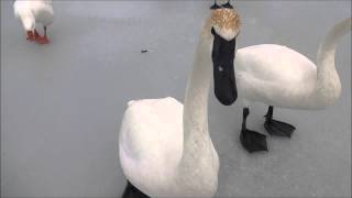 Big Trumpeter Swan