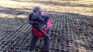 トイプードル犬ポポ 源氏山公園