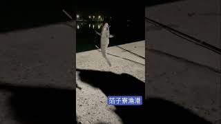 箔子寮漁港半夜小搞搞 #箔子寮漁港 #夜釣り #fishing