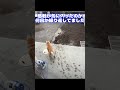 泥遊びする実家の柴犬飛鳥 shorts