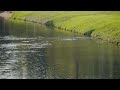 新加坡郊区_ 野生動物_水獭 city in nature _ smooth coated otters in south west singapore _ 15mar2023 8.30am