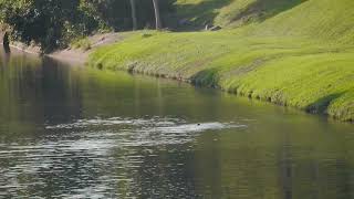 新加坡郊区_ 野生動物_水獭 City In Nature _ Smooth-coated Otters In South West Singapore _ 15mar2023 8.30am