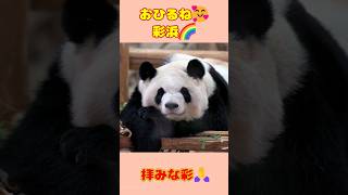 おひるね彩浜🌈拝みな彩🙏 #アドベンチャーワールド #Adventureworld #パンダ #panda #彩浜