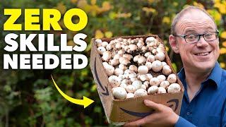 How to Grow Mushrooms in a Cardboard Box (Zero Skills Needed)