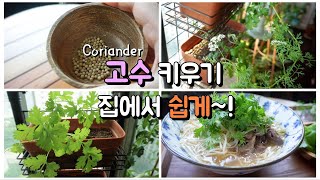 [베란다 텃밭정원] 집에서 쉽게 고수키우기 / Coriander 고수 파종방법 / 고수 물관리 Tips