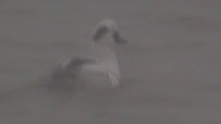 Smew, Serreta Chica, Mergellus Albellus, Nonnetje