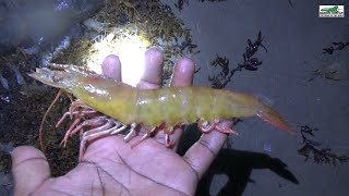 Jhinga The Sweetest Shrimp in The World