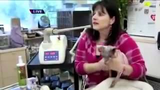 Cat Declaw Alternatives-Ask a Vet with Dr. Jyl Rubin