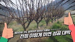 ㅡ체리재배 성공의길ㅡ  콜트대목 만4년차 KGB Cherry Tree 과원모습