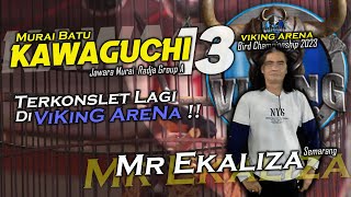 VIKING ARENA | KAWAGUCHI JR 13 Duet KAWAGUCHI Babat Sesi Murai Bird Championship 2023