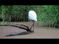 サギ_28_癒し_多摩川_intermediate egret_4k