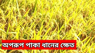 The Beautiful Ripe Paddy Fields Of The Village | গ্রামের পাকা ধানের ক্ষেত | Village and Agriculture