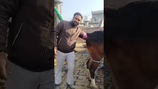 ਲਓ ਜੀ ਚੱਕੋ ਇਕ ਹੋਰ ਰਪੀਟਰ ਹੋ ਗਈ ਗ਼ੱਬਣ #trending#youtube #sad #cow #reels  #hindi #new #short#dj#dance