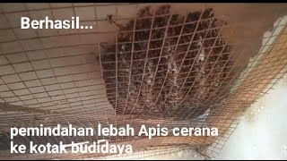 Pemindahan lebah madu dari atap tangga ke kotak budidaya