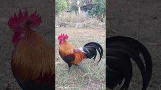 #ไก่ป่า #rooster #เสียงไก่ป่า #ayam #ไก่ต่อ #chicken #birds