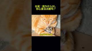 搞笑动物系列第101集-仓鼠：我为什么抖，你心里没点数吗？ #搞笑 #cat #科普 #搞笑 #科普 #funny #animals #萌宠 #pets #萌宠 #萌寵 #貓咪 #萌寵 #貓咪 #宠物