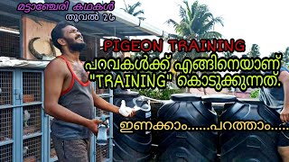 പറവ പ്രാവിനെ എങ്ങനെയാണ് TOURNAMENT വേണ്ടി TRAIN ചെയ്യുന്നത് |HOW TO TRAIN A RACING PIGEON.