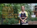 南瓜这样人工授粉可以收几波 hand pollinating summersquash