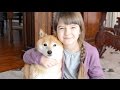 MissObservation Presents: The Shiba Inu