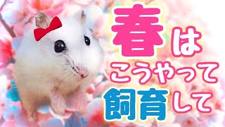 春になったらハムスター飼育はこう変えて！