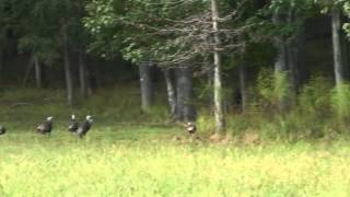 Fall Turkey Scouting Tips