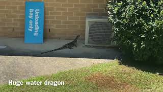 Huge Water Dragon Trying To Get Inside The House #Reptiles #Reptile #Nature #Animal #Waterdragon