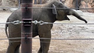 楽しくて声が出ちゃうアルンくんがかわいい♪【‎未公開編】【上野動物園】【‎2023年‎】アジアゾウ