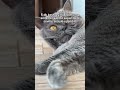 o bakış ne anlattı şimdi😂 youtubeshorts cat kedi shortvideo catlover