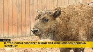 ​Имя для зубрёнка просит придумать Минский зоопарк