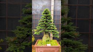 This incredible California Redwood bonsai is 70 years old! #shorts #bonsai #viral #trending