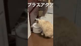 猫飼育 自動給水器＃猫＃腎臓病予防＃猫給水器＃猫水飲ませる＃おすすめ給水器＃獣医師推奨＃水洗い簡単＃静音