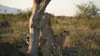 Cheetahs Marking Territory in Madikwe 12