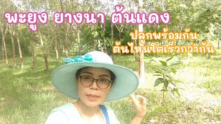 ยางนา VS พะยูง VS ต้นแดง ปลูกพร้อมกันต้นไหนโตเร็วกว่า(EP.33)