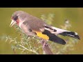 the best female gold finch training song صدای ماده پیت پیت ماده سایره برای تحریک کردن سایره