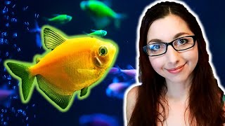 GloFish Tetra Care Guide | GloFish Care Guide Series Ep. 2 | Black Skirt Tetras